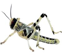 Livefood UK 50 Medium size 15mm to 30mm live locusts supplied in woven bag (50 Locusts in woven bag)