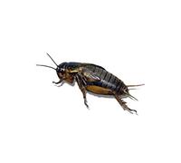 Livefood UK Live Black Field Crickets 3rd Instar Small/Med HALF BULK BAG