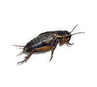 Livefood UK Live Black Field Crickets 4th Instar Medium BULK BAG