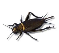 Livefood UK Live Black Field Crickets Extra Large HALF BULK BAG