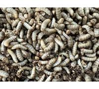 Livefood UK Live Calci Worms Available in tubs and bulk bags (500g Bag)