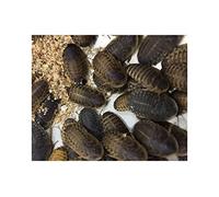 Livefood UK Live Feeder Roach Blaptica Dubia Medium size 14-25mm (25)