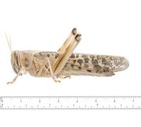 Livefood UK Live Locusts Adult MEGA TUB 12 (Reptile Livefood)