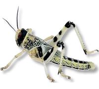 Livefood UK Live Locusts Large size 30mm to 40mm 1 tub of 25 Large Hoppers