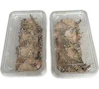 Livefood UK Live Locusts Medium size 15mm to 30mm MEGA TUB of 50 live locusts (2 tubs of 25 Reptile Livefood)
