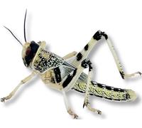 Livefood UK Live Locusts Medium size 15mm to 30mm MEGA TUB of 75 live locusts (3 tubs of 25 Reptile Livefood)
