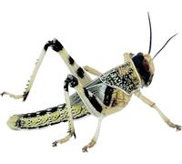 Livefood UK Live Locusts Small size 6mm to 10mm MEGA TUB of 25 live Locusts (Reptile Livefood)