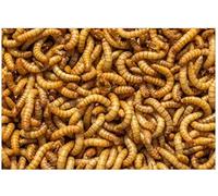 Livefood UK Live Mealworms Regular 1 bag of 500g