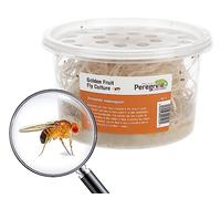Livefoods4u Golden Fruit Fly Culture - Live Food for Reptiles and Amphibians