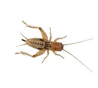 Livefoods4u Live Brown Silent Crickets Medium (9-14mm) Tub of 100