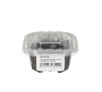 Livefoods4u Live Dairy Cow Isopods | Bioactive Clean-Up Crew Woodlice