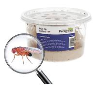 Livefoods4u Live Flightless Fruit Flies Culture | Reptile & Frog Food | Flightless fruit fly culture for reptiles, amphibians & inverts. May not have hatched flies at first. Dart frogs & geckos.