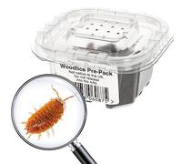 Livefoods4u Live Giant Orange Isopods 18mm | Bioactive Clean-Up Crew