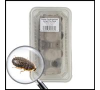 Livefoods4u Live Large Dubia Roaches Tub of Approx 8 (20-30mm) - Live Food for Reptiles