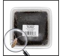 Livefoods4u Live Springtails Tub | Bioactive Clean-Up Crew for Vivariums