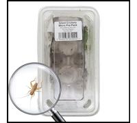 Livefoods4u Micro House Brown Crickets Live Food (1-2mm) - Live Food Perfect for Reptiles and Lizards - Sustainably bred | Livefood