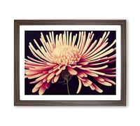 Lively Chrysanthemum Flower Framed Print | A4 Walnut Framed Wall Art | Ready to Hang | Modern Floral Picture | Living Room Bedroom Lounge Office