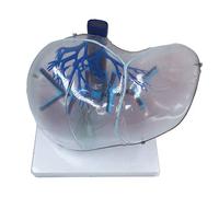 Liver Anatomical Model - Human Organ Anatomy Model Liver Organ Model - Educational Model Human Liver Anatomy Model - for Science Teaching Demonstration Research, Medical Teaching
