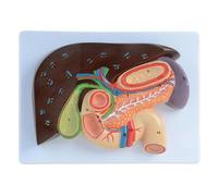Liver and Gallbladder Relief Model, Human Pancreas Liver Duodenum and Gallbladder Anatomical Model for School Educa