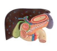 Liver and Gallbladder Relief Model, Human Pancreas Liver Duodenum and Gallbladder Anatomical Model, It is suitable for explaining the human digestive system and for Teaching Demonstration.
