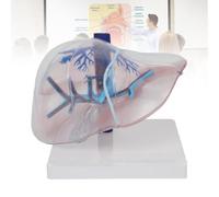 Liver Model, Human Anatomy Model for Science Class Teaching, Life Size Visceral Organ Display, Educational Tools for Biology and Medical Studies