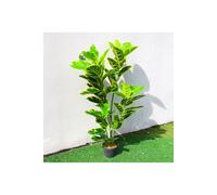 Living and Home 120cm Artificial Faux Ficus Elastica with Yellow-Edged Leaves for Home & Office in Green Living and Home Green