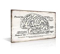 Living Room Décor Brain Retro Realistic Chart Picture Classic Human Anatomy Paintings Print on Canvas Wall Artwork Modern Home Decor Framed Gallery-wrapped Stretched Ready to Hang(12" Wx18 H)