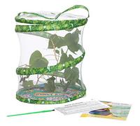 Living Twig Stick Insect Kit sent with Eggs