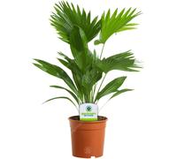 Livistona Mix (15cm)