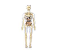LIXSAZSE Educational Toys Life Size Skeleton Unique For Students And Enthusiasts Human Body Model For Kids Organs ABS Souptoys