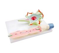 LIXSAZSE Neuronal Cell Anatomy Teaching Model Provides Detailed Display Of Nerve Structures Science Education Light Neuronal Cell Model Teaching Neuron Anatomy