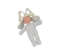 LIXSAZSE Professional Female Pelvis Model Direct Understanding Of Childbirth Professional Medical Model Demonstration
