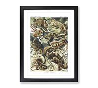 Lizards By Ernst Haeckel Vintage Framed Print | A2 Black Framed Wall Art | Ready to Hang | Classic Nature Picture | Living Room Bedroom Lounge Office