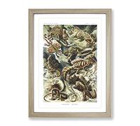 Lizards By Ernst Haeckel Vintage Framed Print | A2 Oak Framed Wall Art | Ready to Hang | Classic Nature Picture | Living Room Bedroom Lounge Office