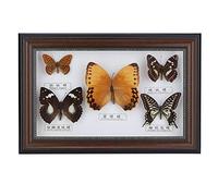LIZEALUCKY Real Framed Butterfly, Butterfly Specimen Display With Black and White Frame Taxidermy Home Ornament Decor,5 Vivid and Unique Species Collection for Holiday and Birthday Craft Gift (Black)