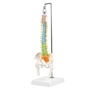 Ljmyy Cervical Spine Model Humans Bone Models Medicals Models Enlarged Spinal Cord Transection Model with Medulla Spinalis