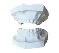 LKYLVEE 24pcs Milk Teeth Super Hard Plaster Model Dental Plaster Casts Model Full Mouth Standard Maxillofacial Dental Model for Children,B,life size