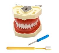 LKYLVEE 28/32 Removable Dental Typodont Teeth Model for Practicing Restorative Techniques,with 28 Removable Teeth
