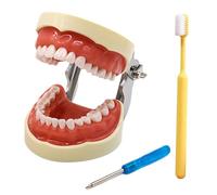 LKYLVEE 28/32 Removable Dental Typodont Teeth Model for Practicing Restorative Techniques,with 32 Removable Teeth