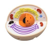 LKYLVEE Animal Cell Anatomy Model - 3D Animal Cell Model - Biology Teaching Model for Laboratory and Research Purpose,Flesh,11cm