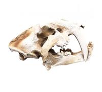 LKYLVEE Aquarium Skull Ornaments - Sabertooth Tiger Skull Model - for Home Office Display Decor Aquarium Decorative Craft,White,Extra Large Size