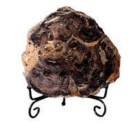 LKYLVEE Authentic Fossilized Prehistoric Plant and Tree Fossils Natural Paleontological Fossils Ornament for Science Specimen Ornaments,Brown,9cm
