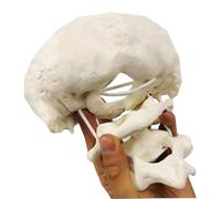 LKYLVEE Cervical Spine Model - Functional Movable Occiput Model - for Educative, Medical Students Teaching Supplies,1.5 times Enlarge,15cm