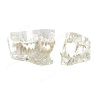 LKYLVEE Clear,10cm, Anatomy Cat and Dog Teeth Model - Transparent Feline Teeth Model - for Veterinary or Medical Teaching Dental Model