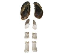 LKYLVEE Cow Hoof Bone Model - Animal Skeleton Teaching Model - Cow Bone Cow Leg Bone Model for Veterinary Research and Teaching,White,15CM