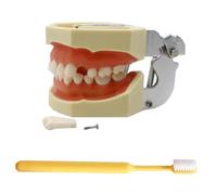 LKYLVEE Dental Implant Model - Typodont Teeth Model - for Practicing Restorative Techniques,with a Small Screwdriver,with 32 Removable Teeth,8cm