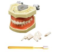 LKYLVEE Dental Implant Model - Typodont Teeth Model - for Practicing Restorative Techniques,with a Small Screwdriver,with 28 Removable Teeth,8cm