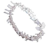 LKYLVEE Dog Spine Skeleton Bone Model Anatomical Canine Animal Skeleton Bone Decoration for Display Lab Teach Veterinary,White,36cm