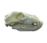LKYLVEE Flesh,31cm, Brown Bear Skull Model - Bear Anatomy Skull Model - for Drawing Cranium Medical Education, Decoration, Art Student Sketching