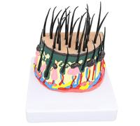 LKYLVEE Hair Growth Cycle Model - Hair Development and Hair Loss Process Model - Hair Follicle Hair Root Vascular Nerve Model for Study Teaching Display,Flesh,12cm